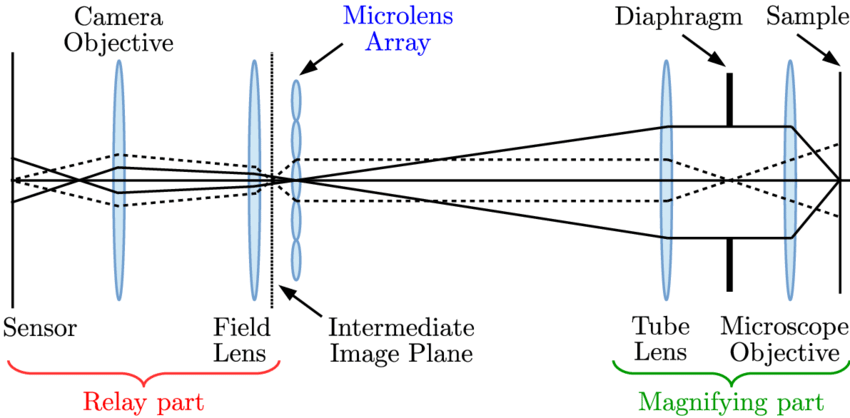 light field microscope diagram